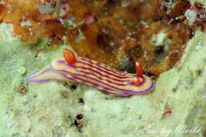 クチナシイロウミウシ Hypselodoris whitei