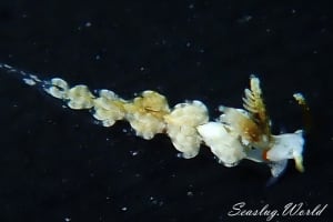 フサツノミノウミウシ属の一種 4 Noumeaella sp. 4