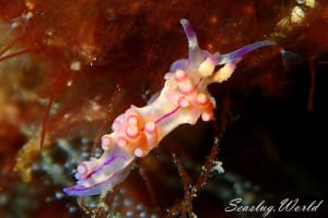 コリュフェリナ・フラムマ Coryphellina flamma