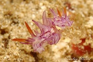 シオンイバラウミウシ Bermudella purpureolineata