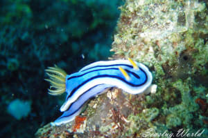 Chromodoris lochi