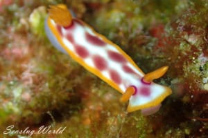 サビウライロウミウシ Hypselodoris purpureomaculosa