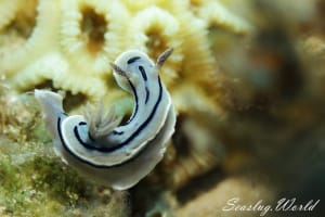 Chromodoris willani