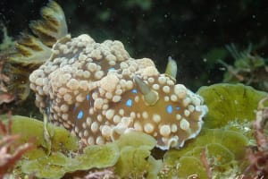 ミヤコウミウシ Dendrodoris krusensternii