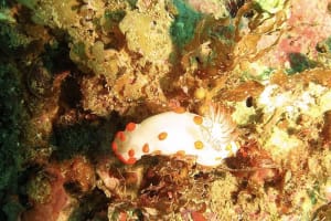 Gymnodoris impudica