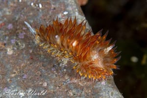 コヤナギウミウシ Janolus toyamensis