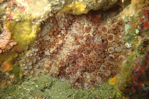 マンリョウウミウシ Carminodoris armata