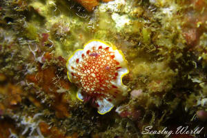 Goniobranchus sp.16