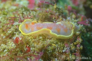 ヘキサブランクス・サングイネウス Hexabranchus sanguineus