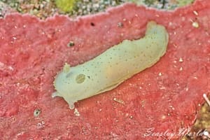 Gymnodoris citrina