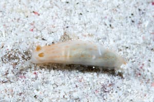 キヌハダウミウシ属の仲間 Gymnodoris spp.