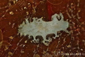シロハナガサウミウシ Tritoniopsis cf. frydis