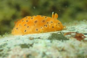 ヒメマダラウミウシ Dendrodoris guttata