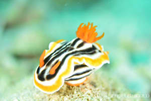 シライトウミウシ Chromodoris magnifica