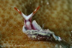 スイートジェリーミドリガイ Thuridilla albopustulosa