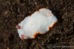 ミナミシラヒメウミウシ Goniobranchus verrieri