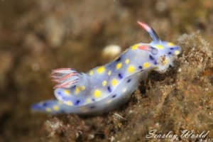 オダカホシゾラウミウシ Hypselodoris roo