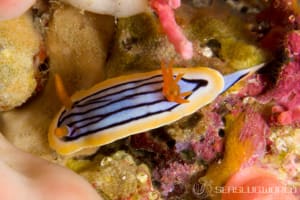 Chromodoris colemani