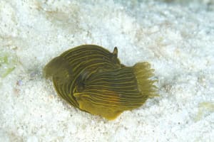 Gymnodoris sp. 2