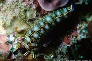 ハナミドリガイ Thuridilla splendens