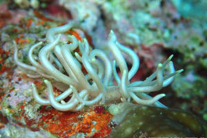 センジュミノウミウシ Phyllodesmium briareum