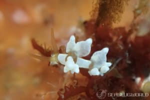 イナバミノウミウシ Eubranchus inabai