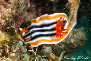 シライトウミウシ Chromodoris magnifica