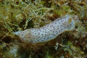 Chromodoris aspersa