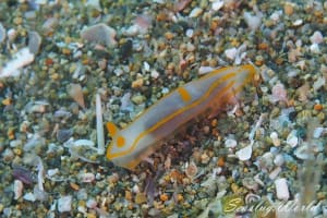 Gymnodoris amakusana