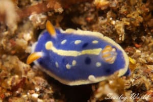 アオウミウシ Hypselodoris festiva