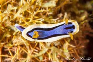 アンナウミウシ Chromodoris annae