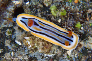 Chromodoris colemani