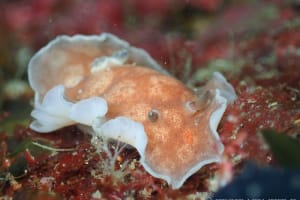 ホンカワウミウシ Platydoris cinereobranchiata