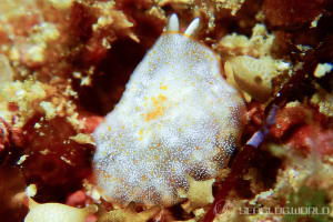 Pleurobranchus peronii