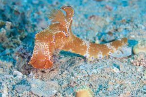 テヌウニシキウミウシ Ceratosoma tenue