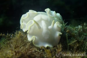 シロタエイロウミウシ Glossodoris buko