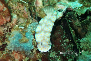 ヒュプセロドーリス・プルケッラ Hypselodoris pulchella