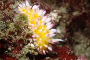 イガグリウミウシ Cadlinella ornatissima