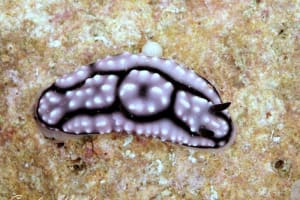 ワモンイボウミウシ Phyllidiella annulata