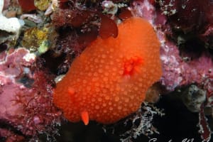 チシオウミウシ Aldisa cooperi