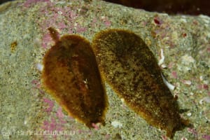 ビワガタナメクジ Dolabrifera dolabrifera