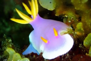 Hypselodoris apolegma