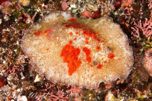 ユウゼンウミウシ Platydoris cruenta