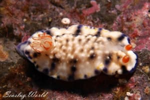 サガミイロウミウシ Hypselodoris sagamiensis