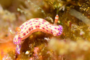 Hypselodoris decorata