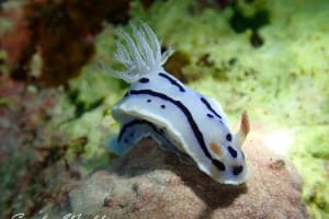 ミゾレウミウシ Chromodoris willani