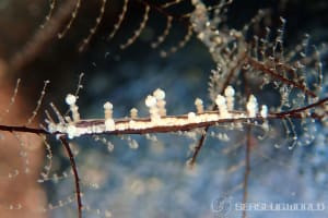 ヤマンバミノウミウシ Eubranchus putnami