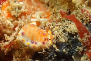 アカネコモンウミウシ Goniobranchus collingwoodi