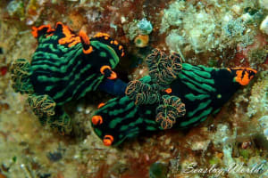 アカフチリュウグウウミウシ Nembrotha kubaryana