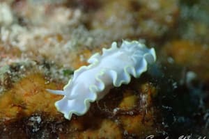 Glossodoris buko